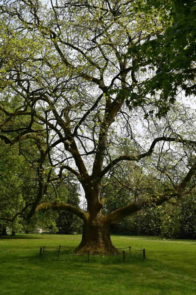 Nový zámek Kostelec nad Orlicí - zámecký park - starý platan