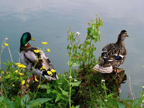 vrchotovy-janovice-zamek-zamecky-park-10